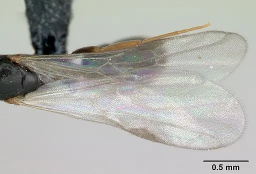 Hypoponera eduardi specimen CASENT0135262 image casent0135262_2