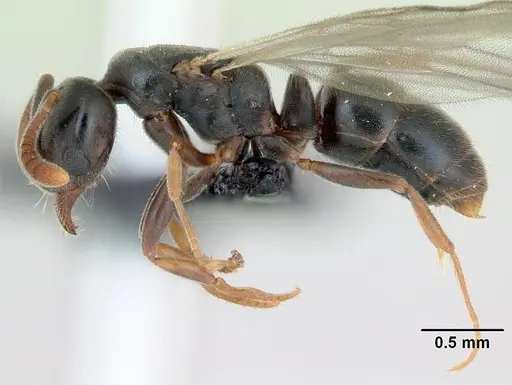 Hypoponera eduardi specimen CASENT0135262 image casent0135262_4