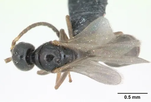 Hypoponera eduardi specimen CASENT0135263 image casent0135263_1