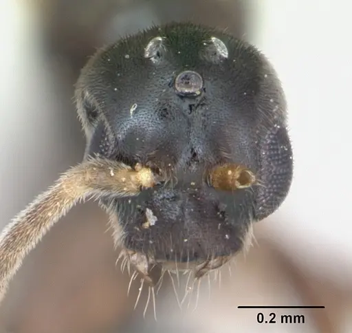 Hypoponera eduardi specimen CASENT0135263 image casent0135263_2