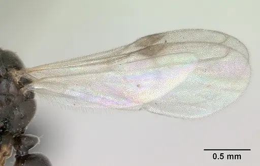 Hypoponera eduardi specimen CASENT0135263 image casent0135263_4