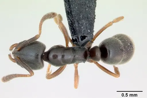Hypoponera eduardi specimen CASENT0135494 image casent0135494_1