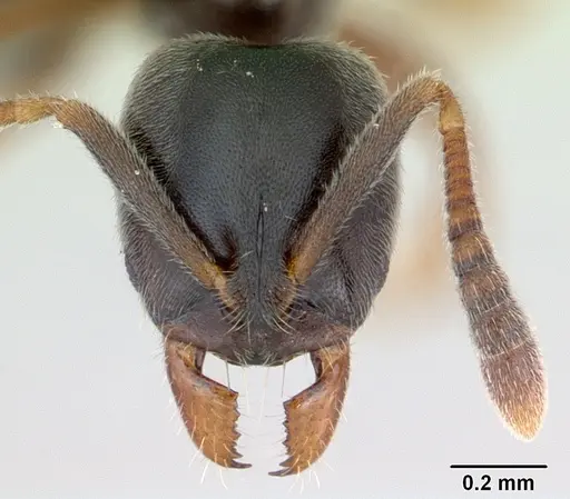 Hypoponera eduardi specimen CASENT0135494 image casent0135494_2