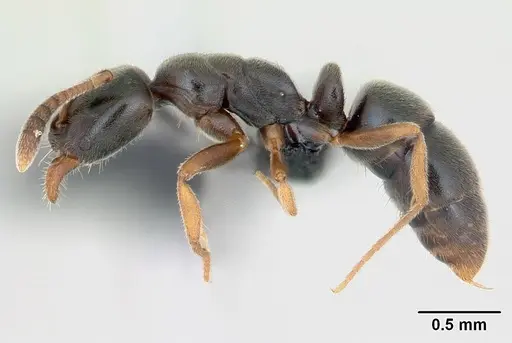 Hypoponera eduardi specimen CASENT0135494 image casent0135494_3