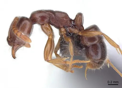 Hypoponera eduardi specimen CASENT0135512 image casent0135512_2