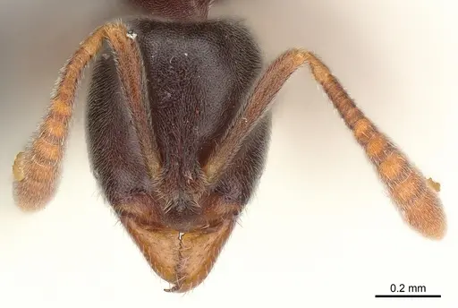 Hypoponera eduardi specimen CASENT0161152 image casent0161152_1