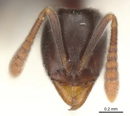 Hypoponera eduardi specimen CASENT0161173 image casent0161173_1