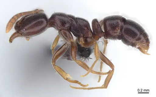 Hypoponera eduardi specimen CASENT0161173 image casent0161173_2