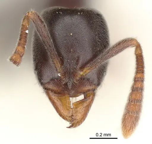 Hypoponera eduardi specimen CASENT0161195 image casent0161195_1