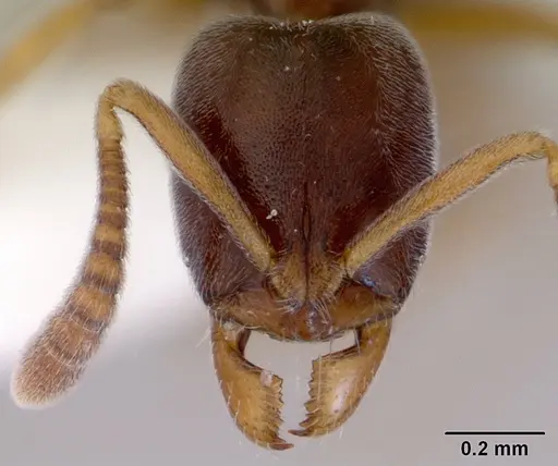 Hypoponera eduardi specimen CASENT0172333 image casent0172333_2