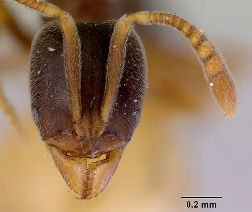 Hypoponera eduardi specimen CASENT0172334 image casent0172334_2
