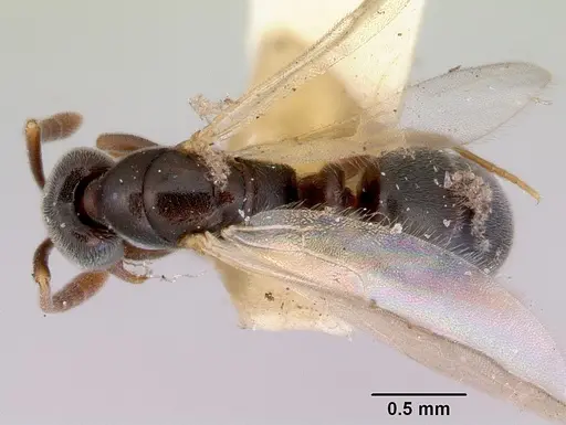 Hypoponera eduardi specimen CASENT0172335 image casent0172335_1