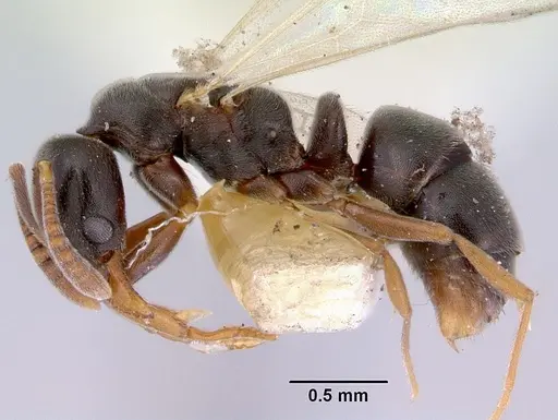 Hypoponera eduardi specimen CASENT0172335 image casent0172335_3