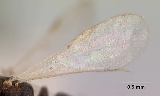 Hypoponera eduardi specimen CASENT0172335 image casent0172335_4