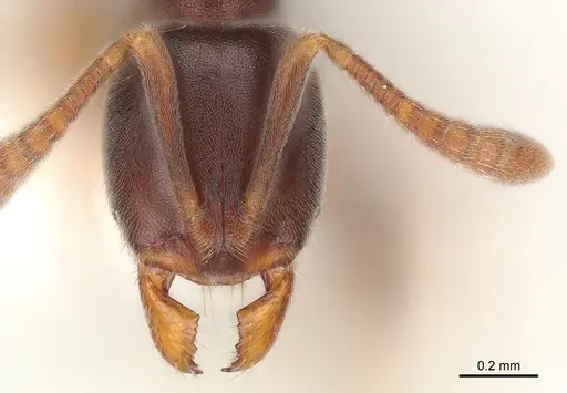 Hypoponera eduardi specimen CASENT0175220 image casent0175220_1