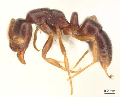 Hypoponera eduardi specimen CASENT0175220 image casent0175220_2