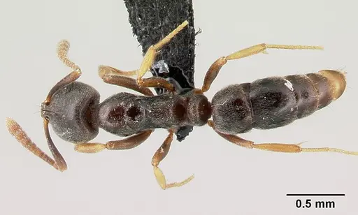 Hypoponera eduardi specimen CASENT0191483 image casent0191483_1
