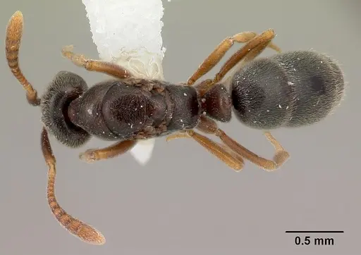 Hypoponera eduardi specimen CASENT0217345 image casent0217345_1