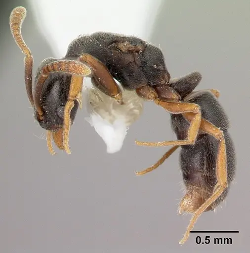 Hypoponera eduardi specimen CASENT0217345 image casent0217345_3