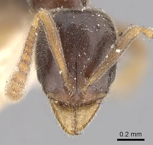 Hypoponera eduardi specimen CASENT0249874 image casent0249874_2