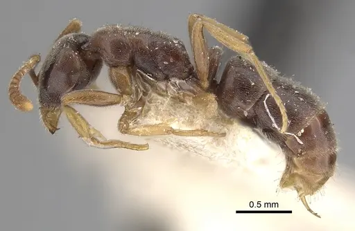 Hypoponera eduardi specimen CASENT0249874 image casent0249874_4