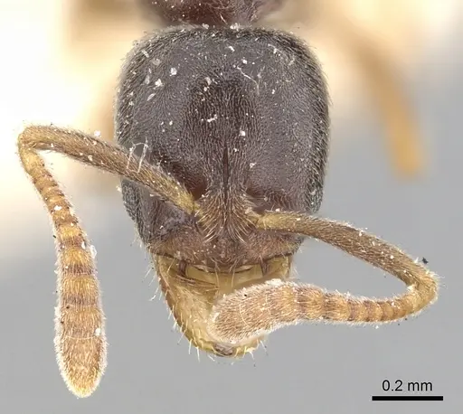 Hypoponera eduardi specimen CASENT0249875 image casent0249875_2