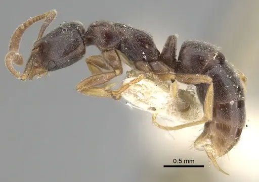 Hypoponera eduardi specimen CASENT0249875 image casent0249875_3