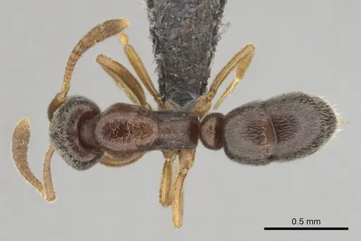 Hypoponera eduardi specimen CASENT0256232 image casent0256232_1