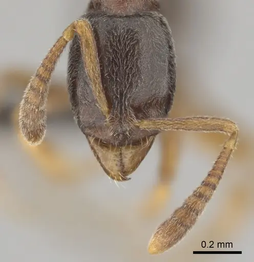 Hypoponera eduardi specimen CASENT0256232 image casent0256232_3