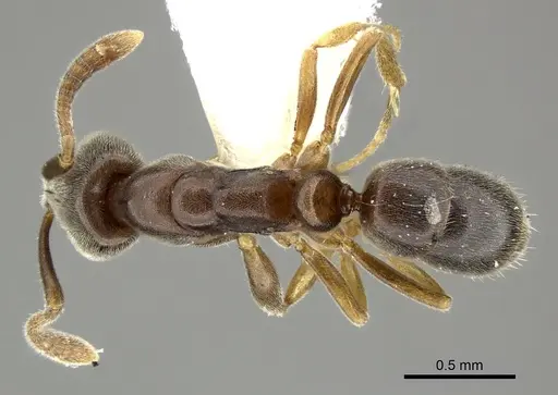 Hypoponera eduardi specimen CASENT0270524 image casent0270524_1