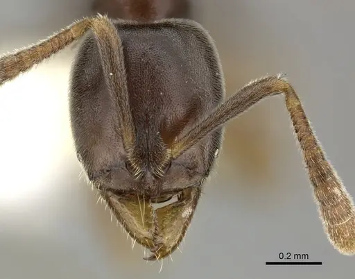 Hypoponera eduardi specimen CASENT0270524 image casent0270524_2