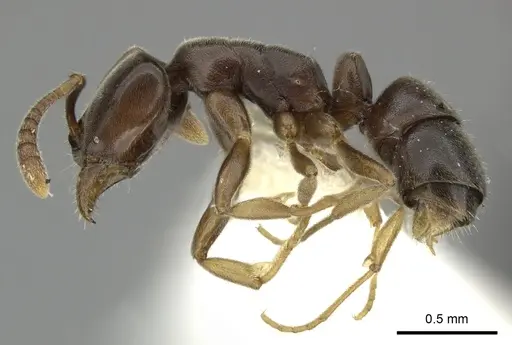 Hypoponera eduardi specimen CASENT0270524 image casent0270524_3