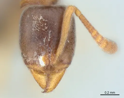 Hypoponera eduardi specimen CASENT0381249 image casent0381249_1