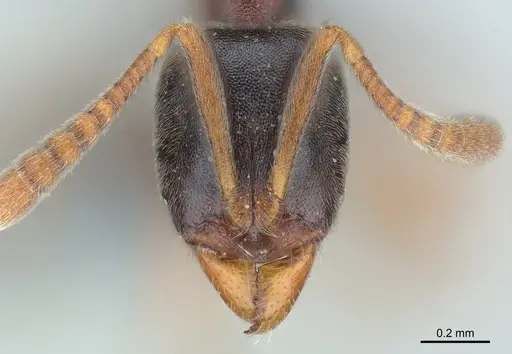 Hypoponera eduardi specimen CASENT0381252 image casent0381252_1