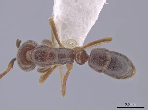 Hypoponera eduardi specimen CASENT0630098 image casent0630098_1