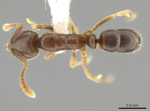 Hypoponera eduardi specimen CASENT0650651 image casent0650651_1