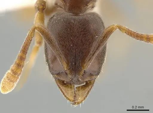 Hypoponera eduardi specimen CASENT0650651 image casent0650651_2