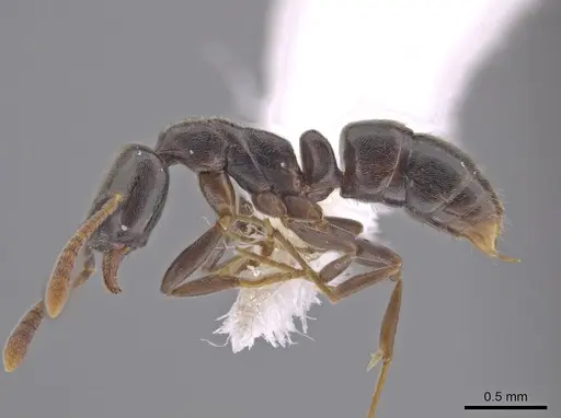 Hypoponera eduardi specimen CASENT0654256 image casent0654256_3