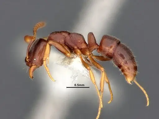 Hypoponera eduardi specimen CASENT0884387 image casent0884387_3