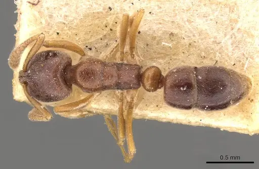 Hypoponera eduardi specimen CASENT0907299 image casent0907299_1
