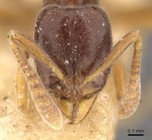 Hypoponera eduardi specimen CASENT0907299 image casent0907299_2