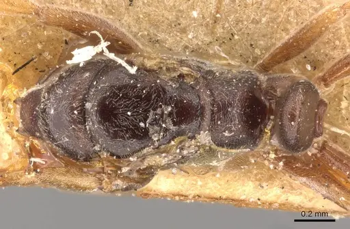 Hypoponera eduardi specimen CASENT0907300 image casent0907300_1