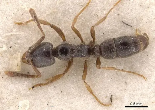 Hypoponera eduardi specimen CASENT0907309 image casent0907309_1