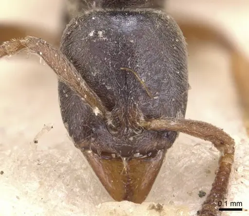 Hypoponera eduardi specimen CASENT0907309 image casent0907309_2