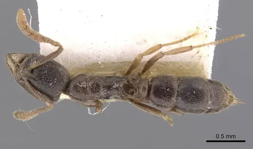 Hypoponera eduardi specimen CASENT0907331 image casent0907331_1