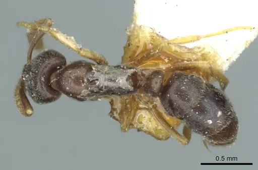 Hypoponera eduardi specimen CASENT0915868 image casent0915868_1
