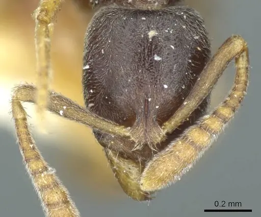 Hypoponera eduardi specimen CASENT0915868 image casent0915868_2