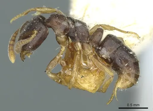 Hypoponera eduardi specimen CASENT0915868 image casent0915868_3