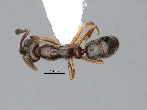 Hypoponera eduardi specimen CASENT4031633 image casent4031633_1