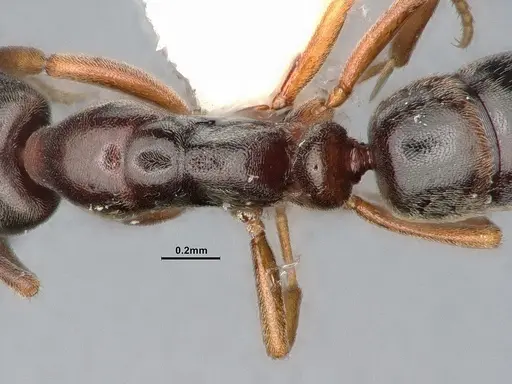Hypoponera eduardi specimen CASENT4031633 image casent4031633_2